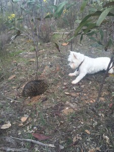 Hannah and the Echidna